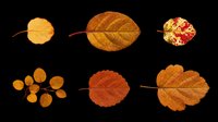 Autumn leaves set in warm orange, red, and brown tones, isolated on transparent background. Ready for T-shirts, stickers, clipart, sublimation, and print on demand.