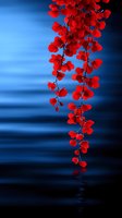 Vibrant red orchid branches cascade over dark blue water surface creating dramatic contrast and reflection, suitable for wellness and spa decoration designs.