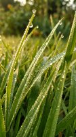 Morning dew glistens on fresh green grass blades in natural sunlight, showcasing water droplets on vegetation for nature and environmental concepts.