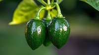 Fresh green jalapeño peppers growing on plant branch with water drops, macro shot showing texture and shine in natural garden setting. Organic produce background.