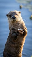 Otter holding coffee cup standing upright in water, humorous wildlife scene with animal holding beverage for advertising, greeting cards, and social media content.