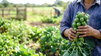 Mature male farmer holding fresh harvested Brussels sprouts in agricultural field during daytime. Suitable for farming, agriculture, organic produce, and food industry marketing.