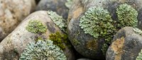 Weathered stones covered with green lichen creating natural texture patterns for organic design projects and environmental themes.