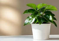 Vibrant green Ficus elastica plant with glossy leaves in white ceramic pot against neutral wall with soft shadow play. Natural home decor for modern interiors.