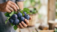 Farmer holding fresh ripe blueberries with green leaves in hand outdoors. Harvest time agriculture concept for farming, food production, organic produce, and gardening projects.