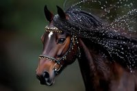 Majestic brown horse wearing decorative bridle with sparkling crystals and flowing mane with water droplets against dark background, creating dramatic equestrian portrait.