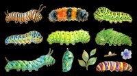 Colorful caterpillar clipart set with chrysalis, leaves, and flower, isolated on transparent background. Great for stickers, t-shirt design, and print on demand.