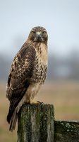 Majestic raptor with brown and white plumage perched on weathered wooden post, displaying intense yellow eyes and hooked beak. Wildlife and nature photography.