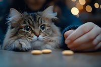 Curious fluffy Siberian cat with bright blue eyes watching cookies on table while owner's hand reaches for treat, bokeh lights in dark background.