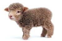 Newborn brown merino lamb with curly wool coat standing on white background, isolated studio shot for agricultural and farming concepts.