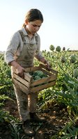 Young female farmer harvesting fresh Brussels sprouts in wooden crate at organic farm field during golden hour sunset for sustainable agriculture and farm-to-table concept.