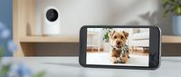 Smart home security camera monitoring adorable small dog on smartphone screen in modern living room interior for pet surveillance and remote care.