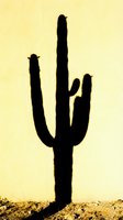 Saguaro cactus silhouette against golden sunset sky in desert landscape with rocky terrain and warm atmospheric lighting for southwestern decor.