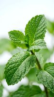 Fresh mint leaves with water droplets showing detailed texture and veins for culinary herbs cooking tea aromatherapy natural medicine organic gardening concepts.