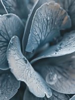 Macro photography of blue-tinted succulent leaves with morning dew drops, showing intricate vein patterns and delicate water droplets in soft natural light.