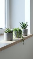 Three small succulents in concrete pots on wooden windowsill with natural light creating minimalist home decor arrangement for modern interior design.