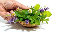 Hand holding wicker basket filled with fresh medicinal herbs including lavender, chamomile and mint leaves for natural wellness and aromatherapy.
