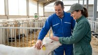 Two farmers in blue and green work clothes examining young calf in modern dairy barn with metal pens and straw bedding for livestock care.