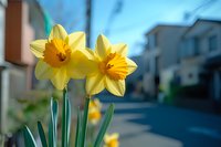 Bright yellow daffodils blooming in urban setting with blurred city street background, spring flowers in residential neighborhood for gardening content.