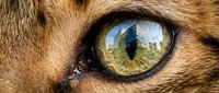 Close-up of feline eye with vertical pupil reflecting urban cityscape and green foliage, showcasing detailed iris texture and golden-brown fur surrounding the eye.