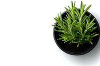 Fresh rosemary herb growing in black pot isolated on white background, top view. Aromatic culinary plant with green needle-like leaves for cooking and gardening.