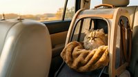 Orange tabby cat sitting in open car door with blanket, ready for travel or road trip adventure during golden hour sunset.