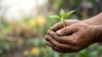 Farmer hands holding young green seedling plant in soil, representing growth, agriculture, and environmental sustainability for farming and gardening projects.