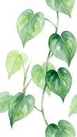 Watercolor heart-shaped leaves on climbing vine with stems isolated on white background, suitable for botanical designs, wallpapers, textiles, and decorative applications.