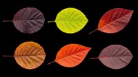 Autumn leaves in various colors isolated on transparent background, ready for clipart, t-shirt design, stickers, print-on-demand products and sublimation projects.