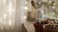 Young green seedlings sprouting from terracotta pots on wooden surface with warm bokeh lights creating cozy indoor gardening atmosphere for spring growth concept.