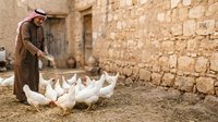 Middle-aged man in traditional brown clothing feeding white poultry birds in rural farmyard setting with aged stone walls, suitable for agricultural and lifestyle content.