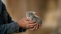 Tabby kitten held in weathered hands of adult male, outdoor setting with blurred background, suitable for pet care, adoption, animal welfare, and family content.