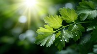 Fresh green leaves with morning dew drops in sunlight, natural botanical background with soft bokeh and bright sun rays filtering through foliage.