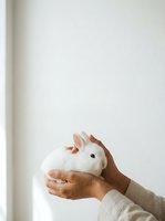 Hands holding white fluffy rabbit against neutral background, suitable for pet care, animal welfare, veterinary, and lifestyle content.