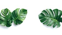 Fresh monstera deliciosa leaves arranged on white background, tropical plant foliage isolated for design projects and botanical illustrations.