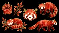 Red panda clipart set with paw print and botanical branch, isolated on transparent background. Great for stickers, t-shirt design, print on demand, and sublimation.