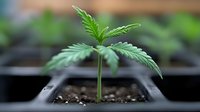 Young cannabis seedling growing in small black plastic pot with soil, showing distinctive fan leaves and vibrant green color against blurred background.