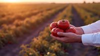 Farmer hands holding fresh red tomatoes at sunset in agricultural field with golden light and crop rows stretching into distance during harvest season.