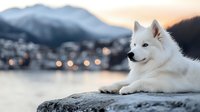 White fluffy dog resting on stone ledge overlooking mountain town at sunset with warm golden light and bokeh city lights in peaceful evening atmosphere.