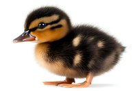 Adorable baby mallard duckling with brown and black striped feathers standing on white background, isolated studio portrait suitable for nature and wildlife designs.