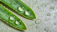 Fresh pea pods with water drops on gray surface, macro photography showing natural moisture and dewdrops in bright lighting for food and nature concepts.