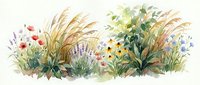 Watercolor wildflower meadow border with grasses, poppies and lavender on white background. Botanical illustration for spring garden design projects.
