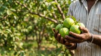 Farmer holding fresh green guavas in hands at orchard during harvest season, agricultural produce ready for market or commercial use.