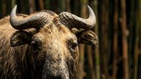 Close-up portrait of African Cape buffalo head with curved horns in natural forest habitat. Wildlife photography showcasing powerful bovine features and texture.