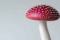 Red and white spotted mushroom amanita muscaria macro photography against light background showing detailed texture of cap and stem. Suitable for nature and fungi projects.