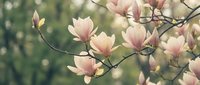 Delicate pink magnolia blossoms bloom on branches against soft green foliage in spring garden setting, suitable for nature and botanical design projects.