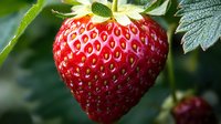 Fresh ripe red strawberry with green leaves growing on plant, macro close up view showing detailed texture and natural pattern of berry surface.