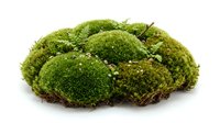 Lush green moss cluster isolated on white background, ready for design projects, botanical illustrations, nature graphics, and educational materials.