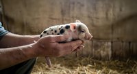 Young piglet with spotted coat held in farmer's hands on rural farm, showing animal care and agricultural livestock management practices.