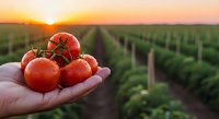 Fresh ripe tomatoes held in farmer's hand at sunset in agricultural field with rows of crops, organic farming and harvest concept for healthy food production.